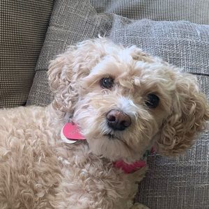 Meet your Posher, Jennifer